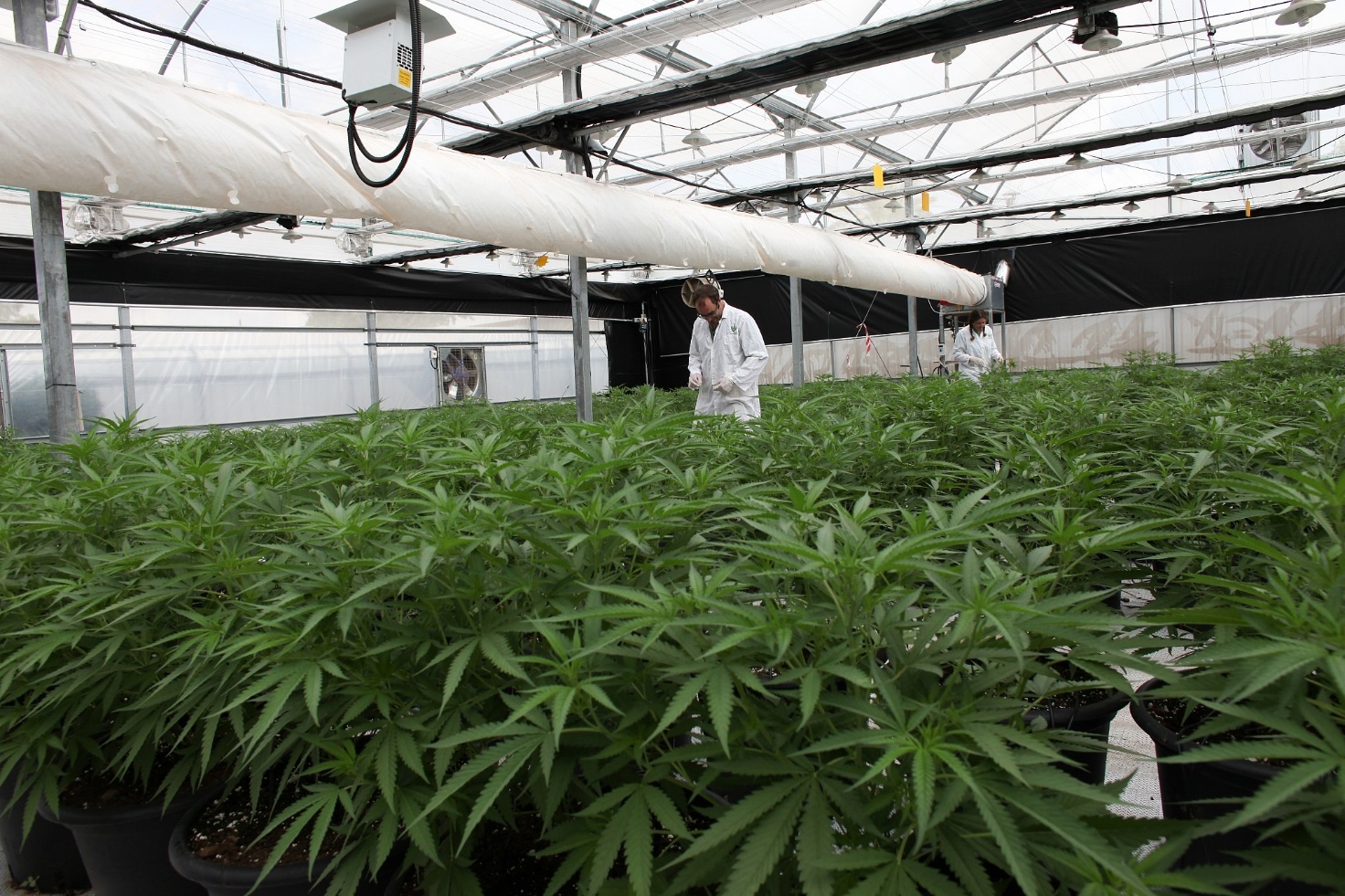 Marijuana greenhouses 
