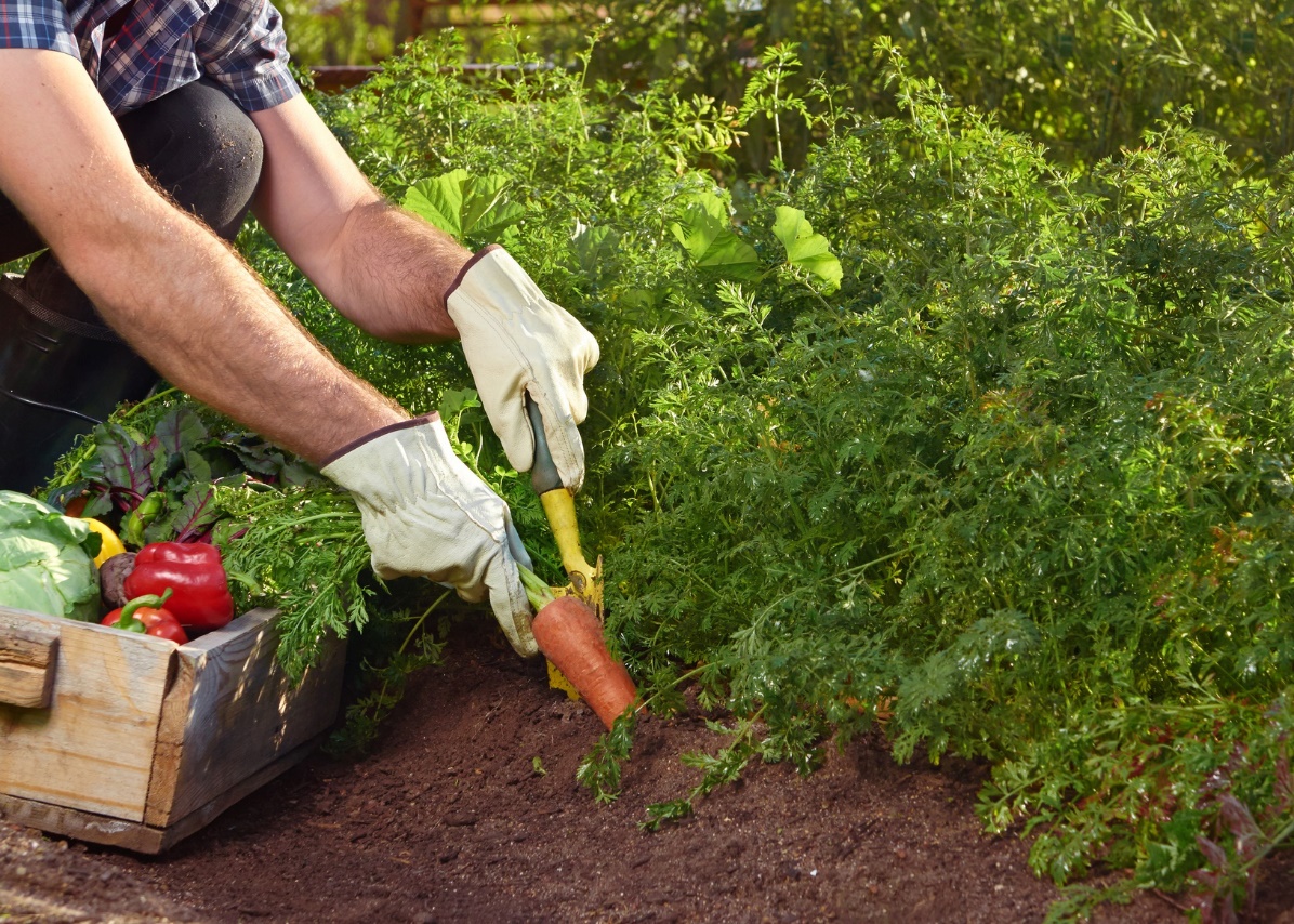 Planting Season