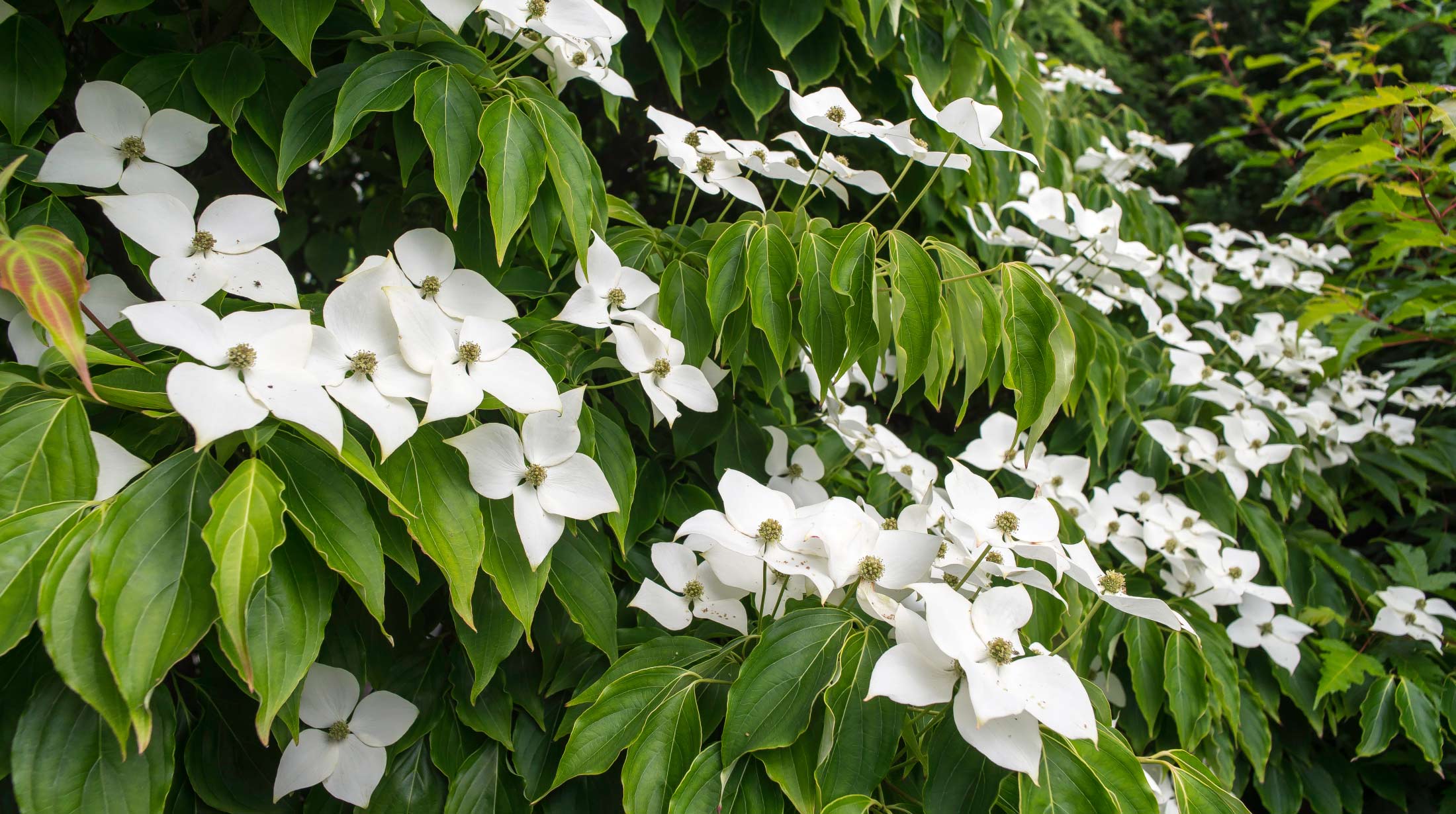 Sustainable Flowering Plants