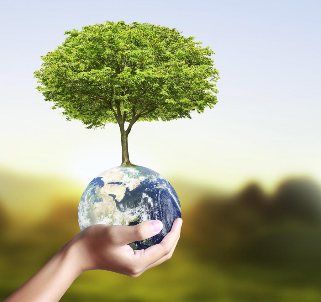 Sustainable Tree Growing