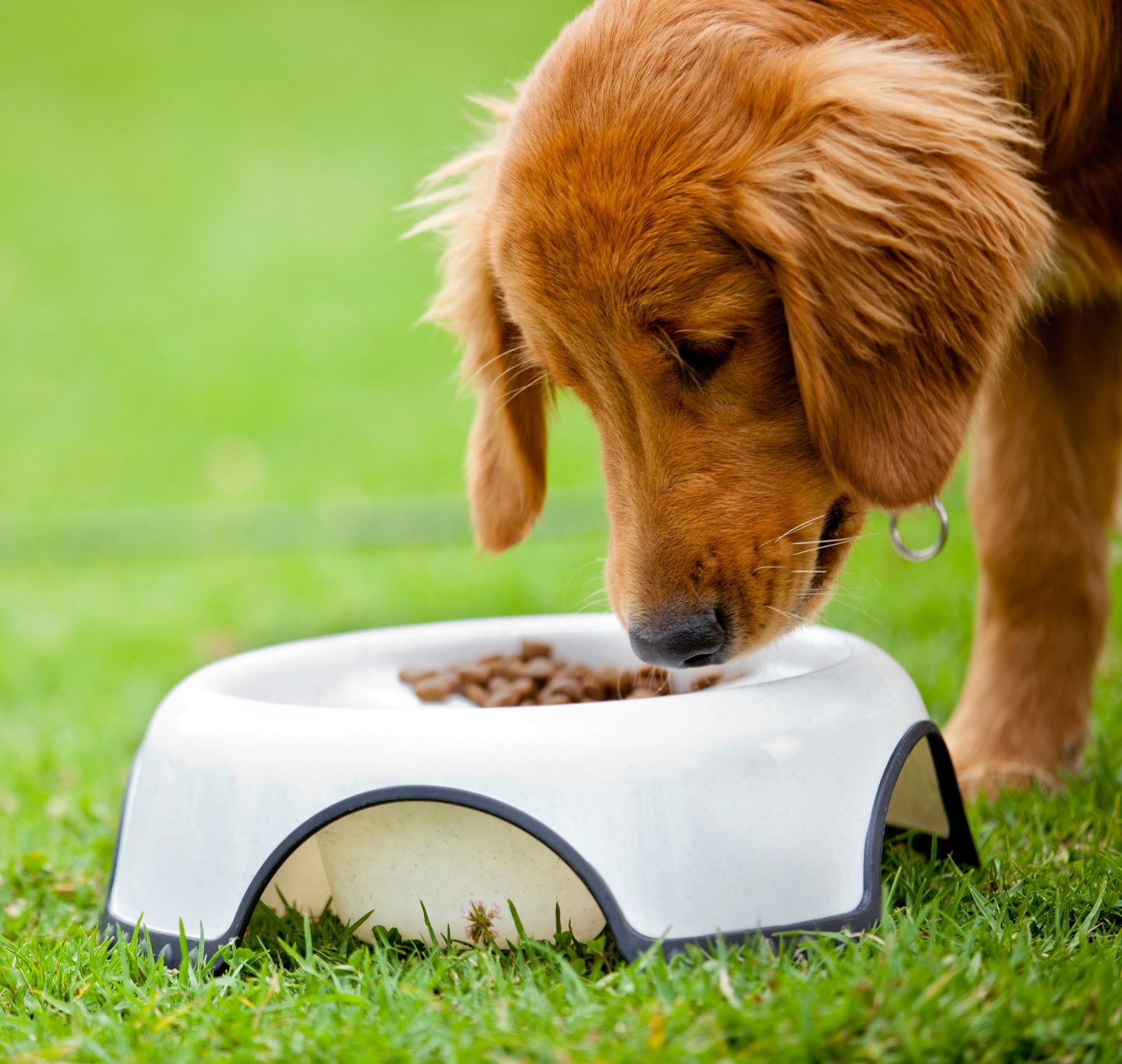 Sustainable Pet Food