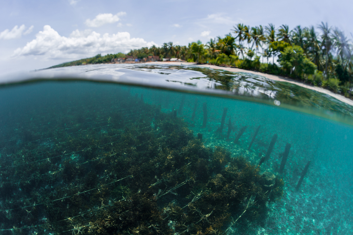 Sustainable Seaweed